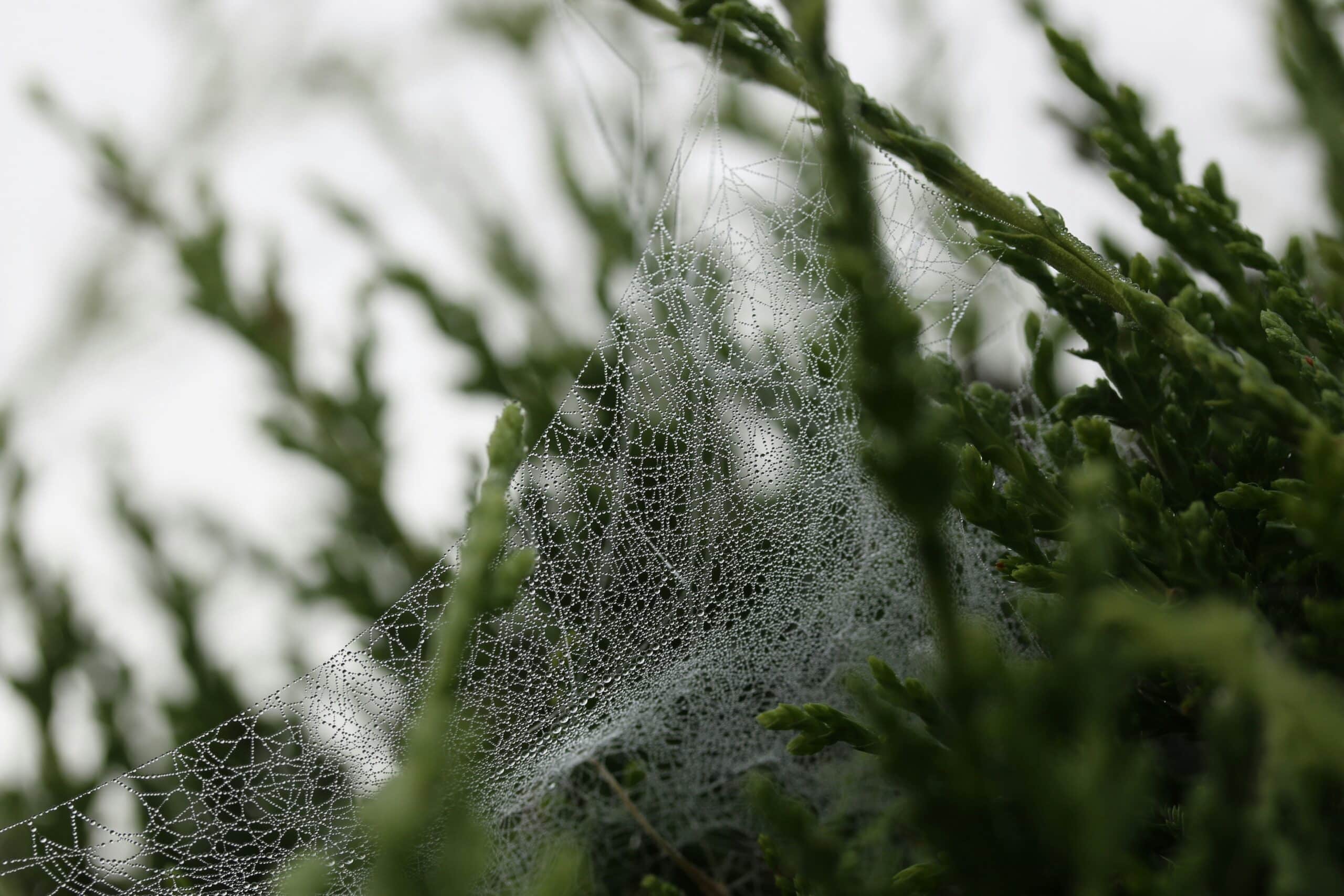 shallow focus photography of green leafed plant